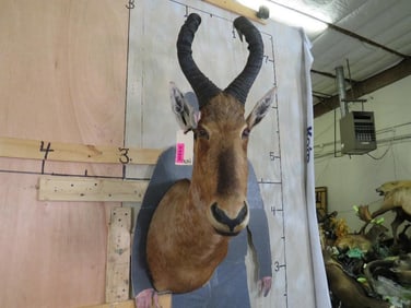 Red Hartebeest Sh Mt TAXIDERMY