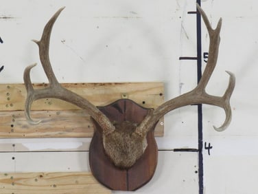 8Pt Mule Deer Rack on Plaque TAXIDERMY