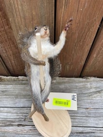 Cute Pole dancing squirrel, looking for tips! 13 inches tall, NEW taxidermy