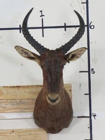 XL Tsessebe Sh Mt TAXIDERMY