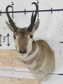 Pronghorn Sh Mt TAXIDERMY