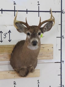 Whitetail Sh Mt TAXIDERMY