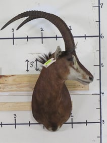 Sable Sh Mt TAXIDERMY