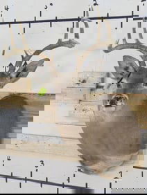 10pt Whitetail Sh Mt TAXIDERMY