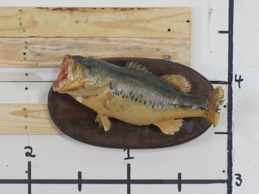 Vintage Real Skin Bass on Plaque TAXIDERMY