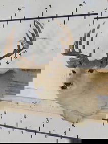 10pt Whitetail Sh Mt TAXIDERMY