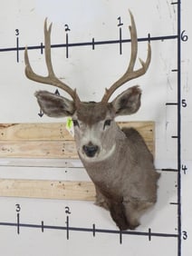10pt Mule Deer Sh Mt TAXIDERMY