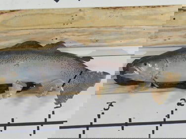 Big Vintage Real Skin Trout Fish Mt TAXIDERMY