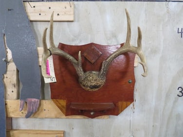 Vintage Whitetail Rack on Plaque TAXIDERMY