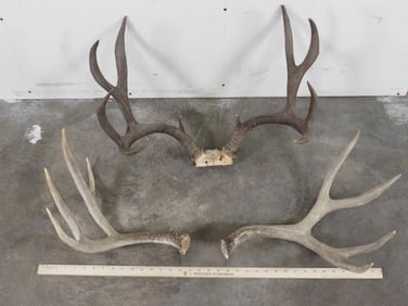 Mule Deer Rack w/24"Spread & Drop Tine & Matching Mule Sheds (ONE$) TAXIDERMY