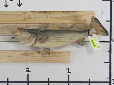 Vintage Real Skin Striper Bass on Plaque TAXIDERMY
