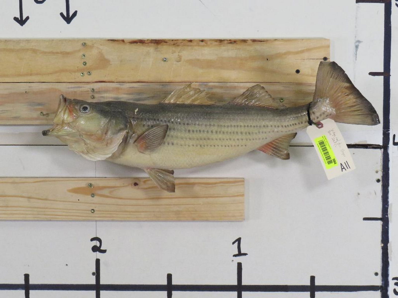 Vintage Real Skin Striper Bass on Plaque TAXIDERMY (1 of 7)