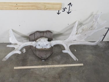 Very Old Mounted Moose Horns TAXIDERMY