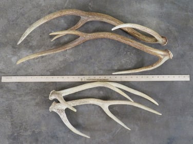 Axis Sheds (ONE$) TAXIDERMY