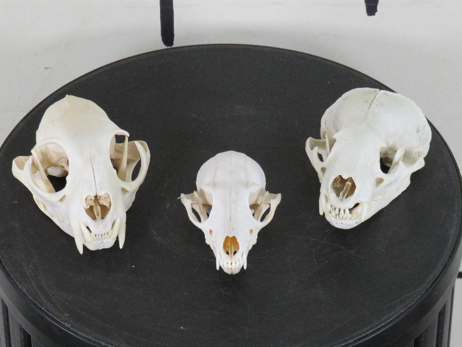 Bobcat, Fox & Badger Skulls w/All Teeth (ONE$) TAXIDERMY: TAXIDERMY