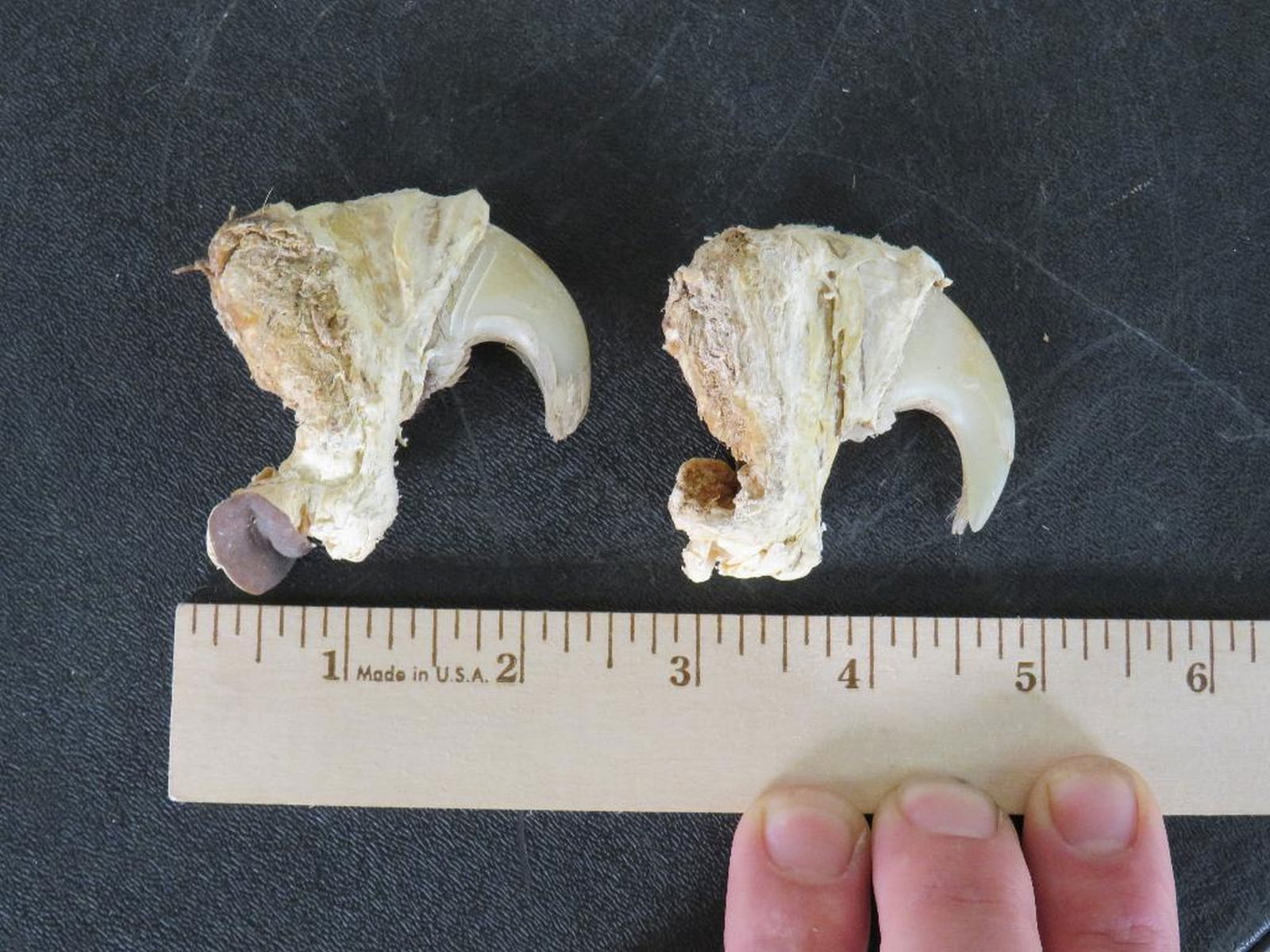 2 African Lion Claws (ONE$) *TX RES ONLY* (1 of 4)