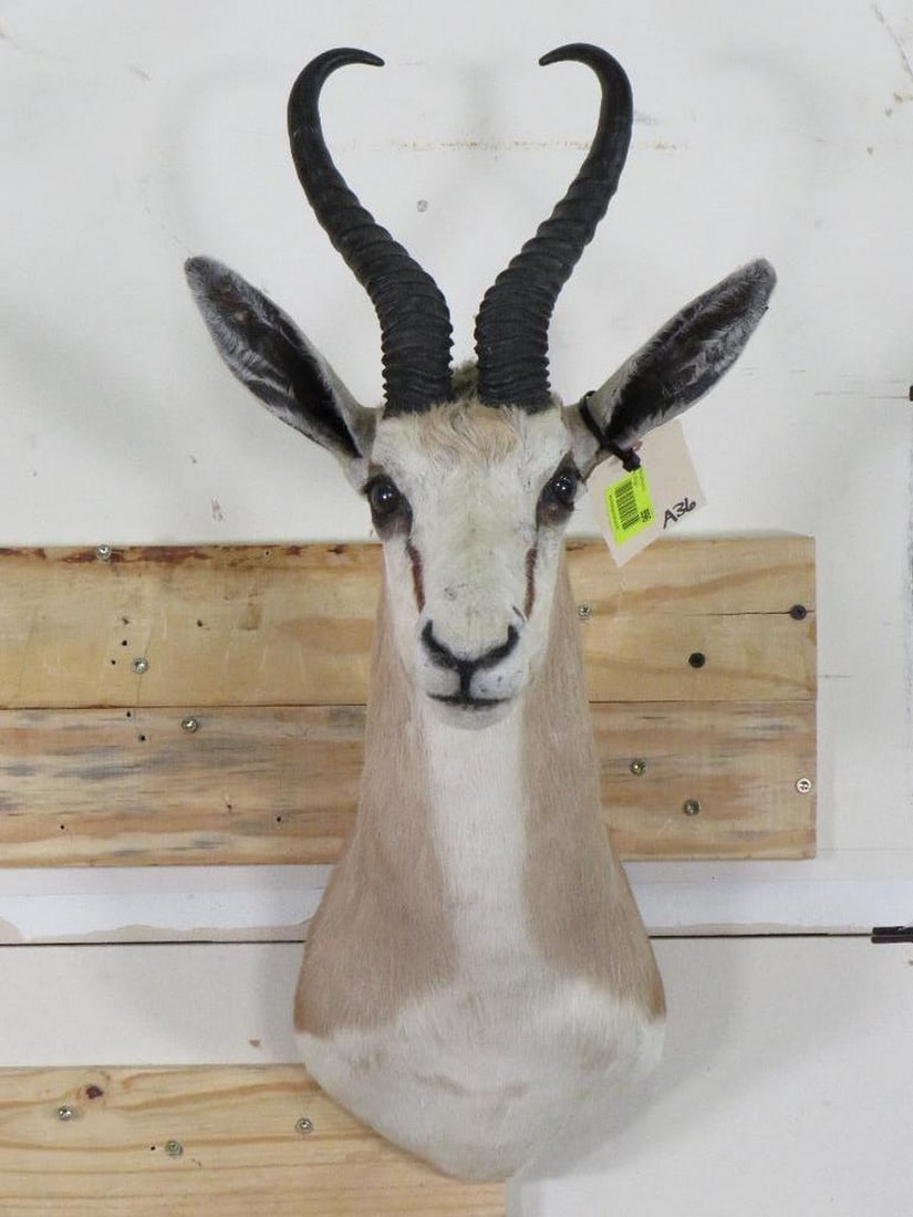 Nice Springbok Sh Mt TAXIDERMY (1 of 12)