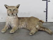 Vintage Lifesize Laying Bobcat TAXIDERMY