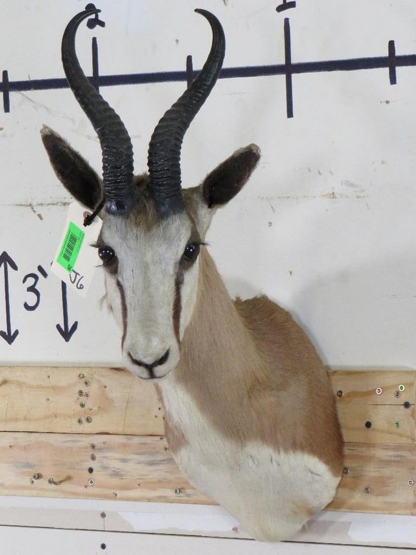 Springbok Sh Mt TAXIDERMY (1 of 11)
