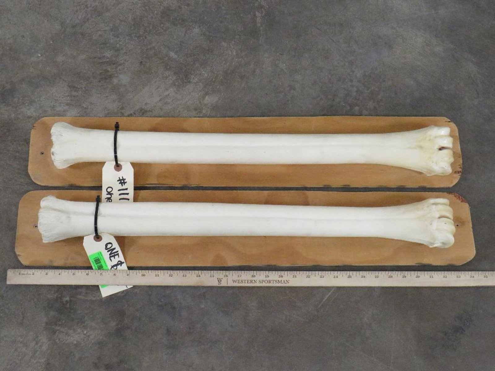 2 Giraffe Leg Bones (ONE$) TAXIDERMY (1 of 4)