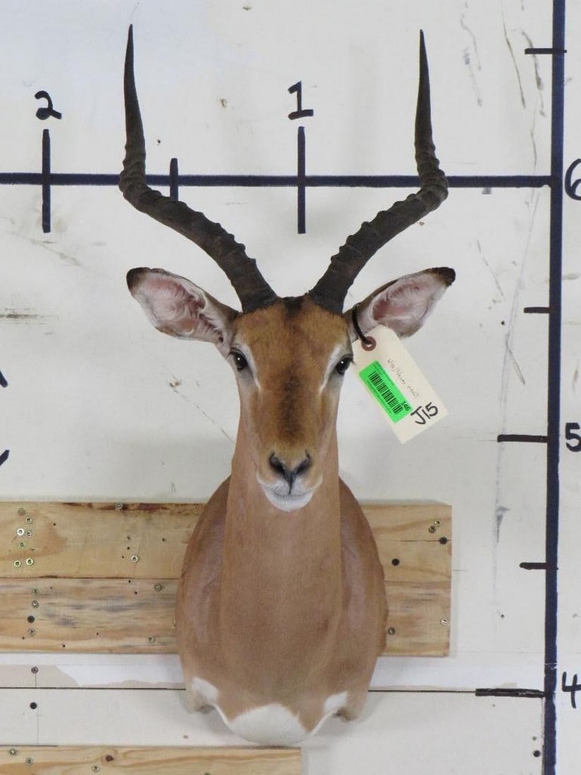 Nice Impala Sh Mt TAXIDERMY (1 of 11)