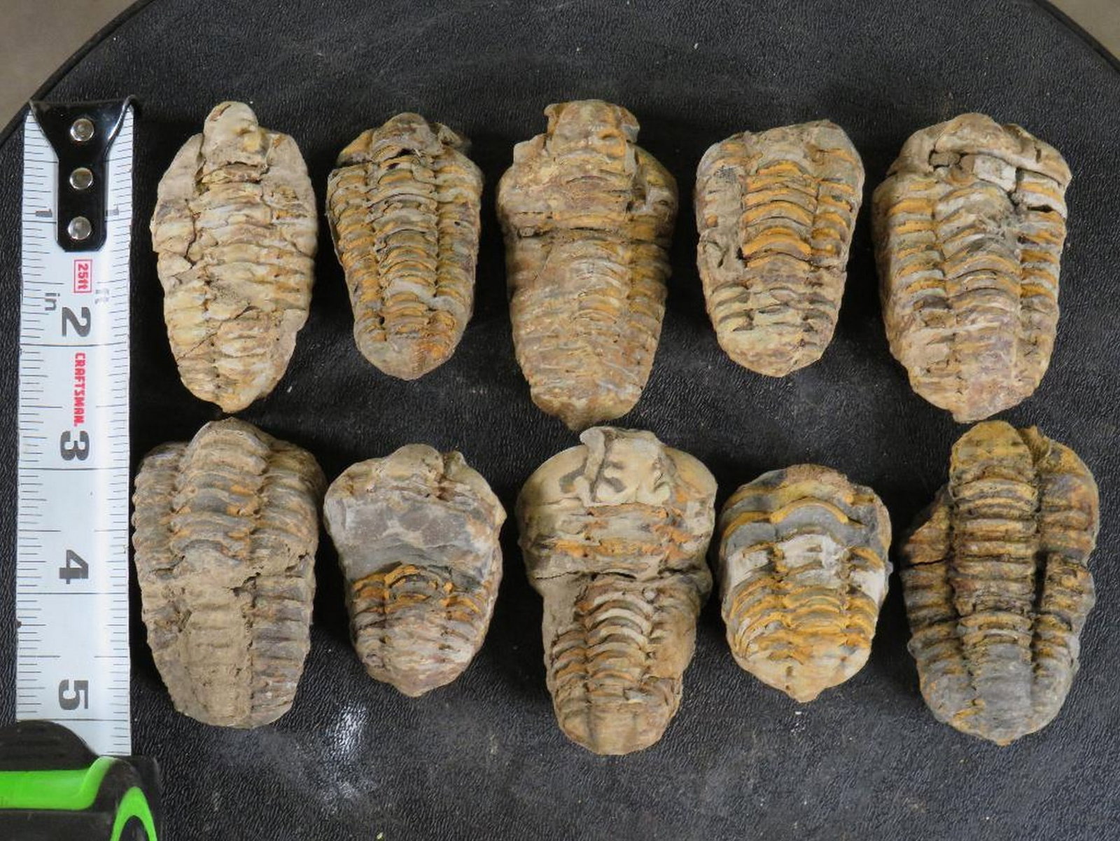 10 Trilobite "Diacalymene" Devonian Era Fossils, From Morocco ROCKS,MINERALS,FOSSILS (1 of 5)