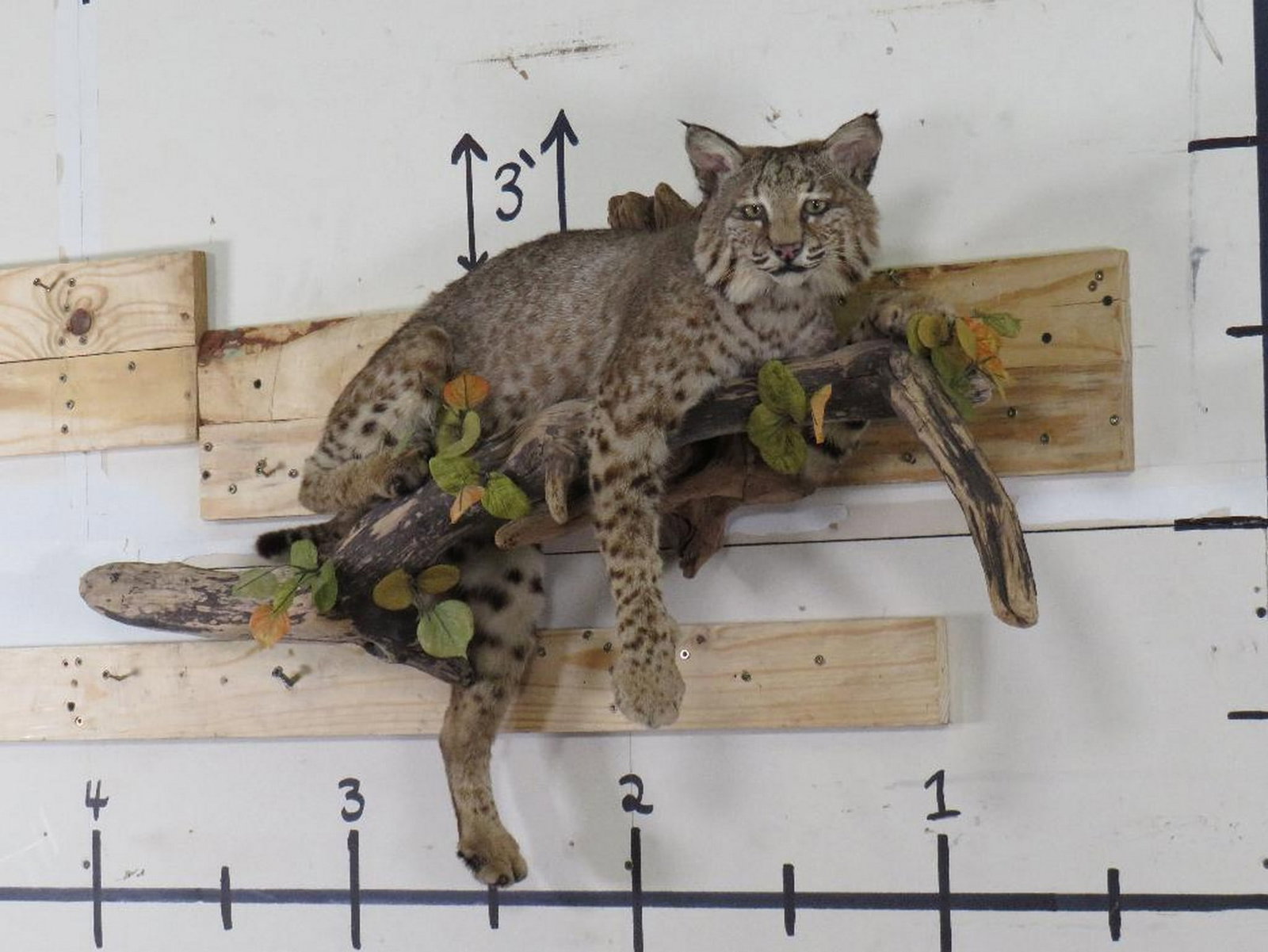 Nice Lifesize Bobcat on Natural Wood Branch TAXIDERMY (1 of 8)