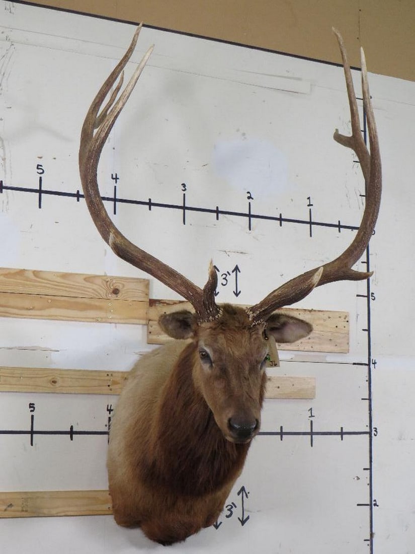 Nice/Big Elk Sh Mt TAXIDERMY (1 of 12)