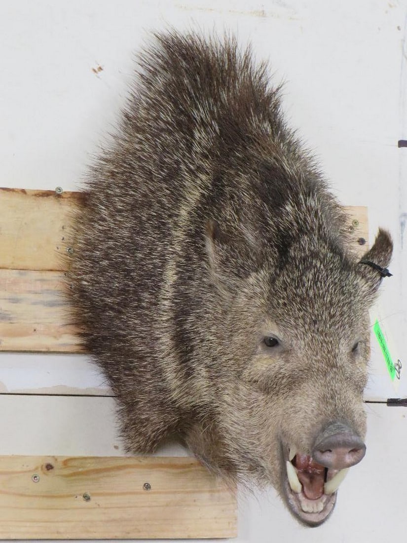 Nice, Newer, BIG Javelina Sh Mt TAXIDERMY: TAXIDERMY