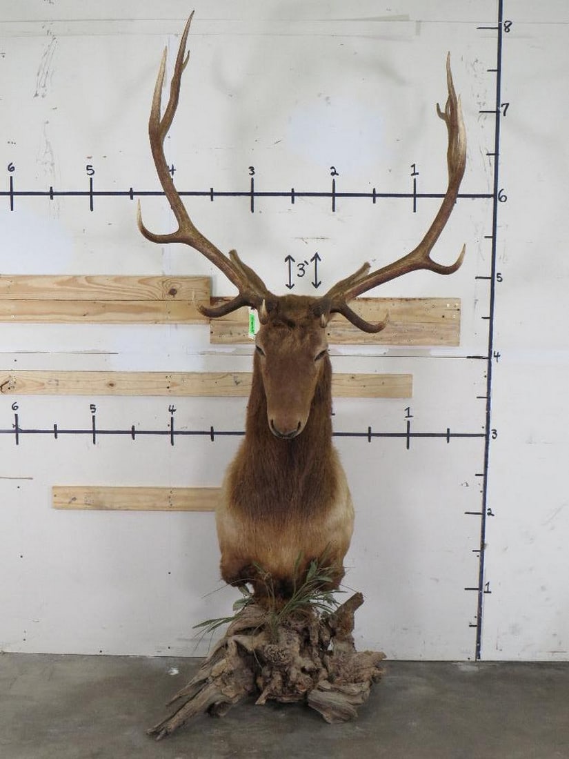 Elk Pedestal Mt TAXIDERMY (1 of 14)