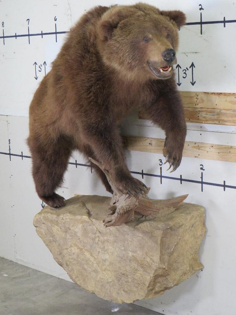 Lifesize Brown Bear W/large Claws On A Wall Hanger Taxidermy Auction
