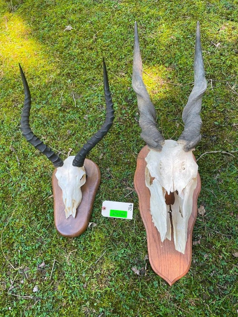 Nice set of Impala and Eland horns on partial skulls and wood panels, great taxidermy eland horns ar (1 of 3)