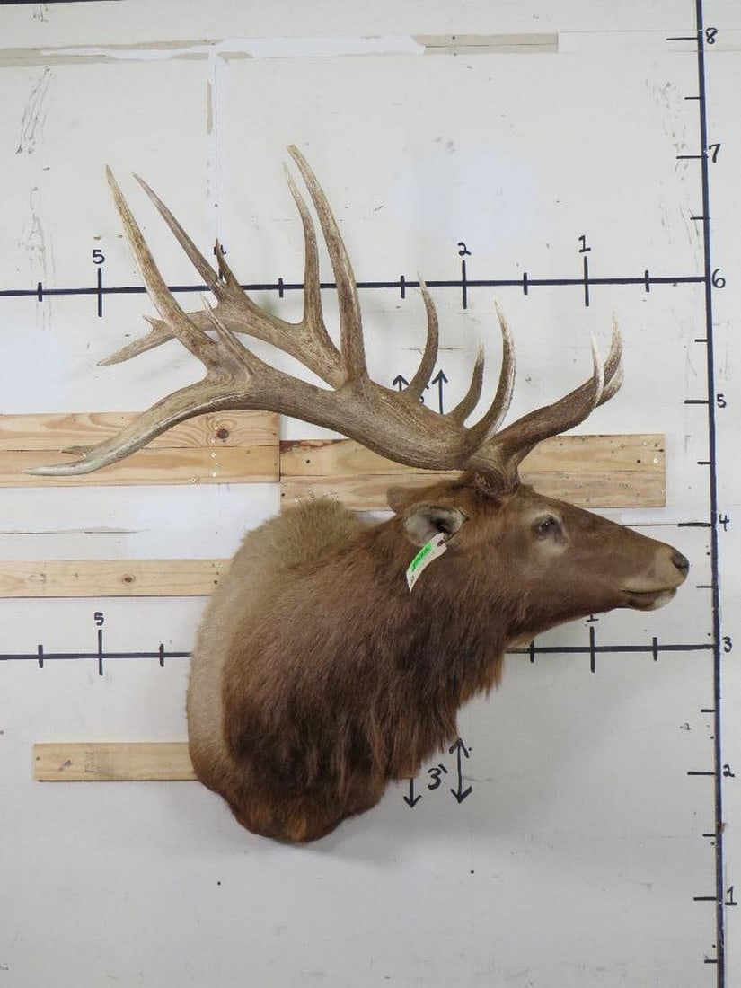 BIG Elk Sh Mt w/Removable Antlers TAXIDERMY (1 of 14)