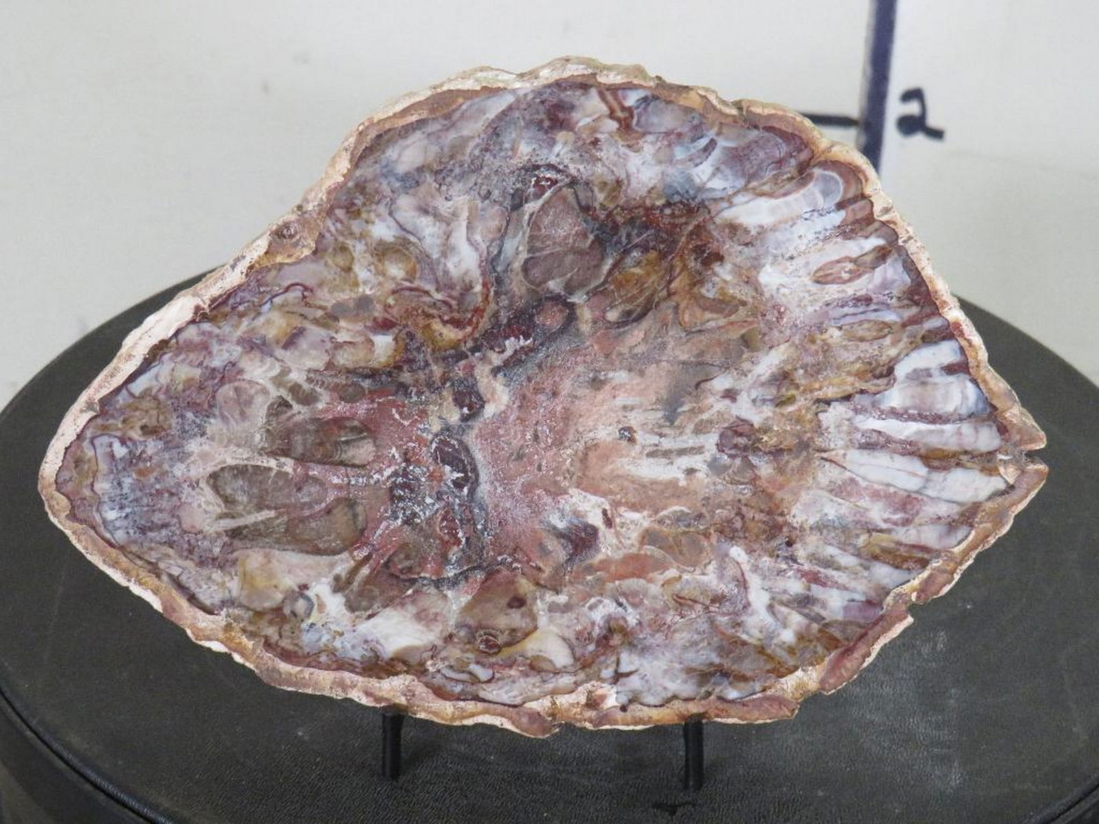 Beautiful Polished Petrified Wood Slab w/Stand from Madagascar ROCKS, MINERALS, FOSSILS: 8"Wx5.5"Tx5/8"Thick 1.7lbs