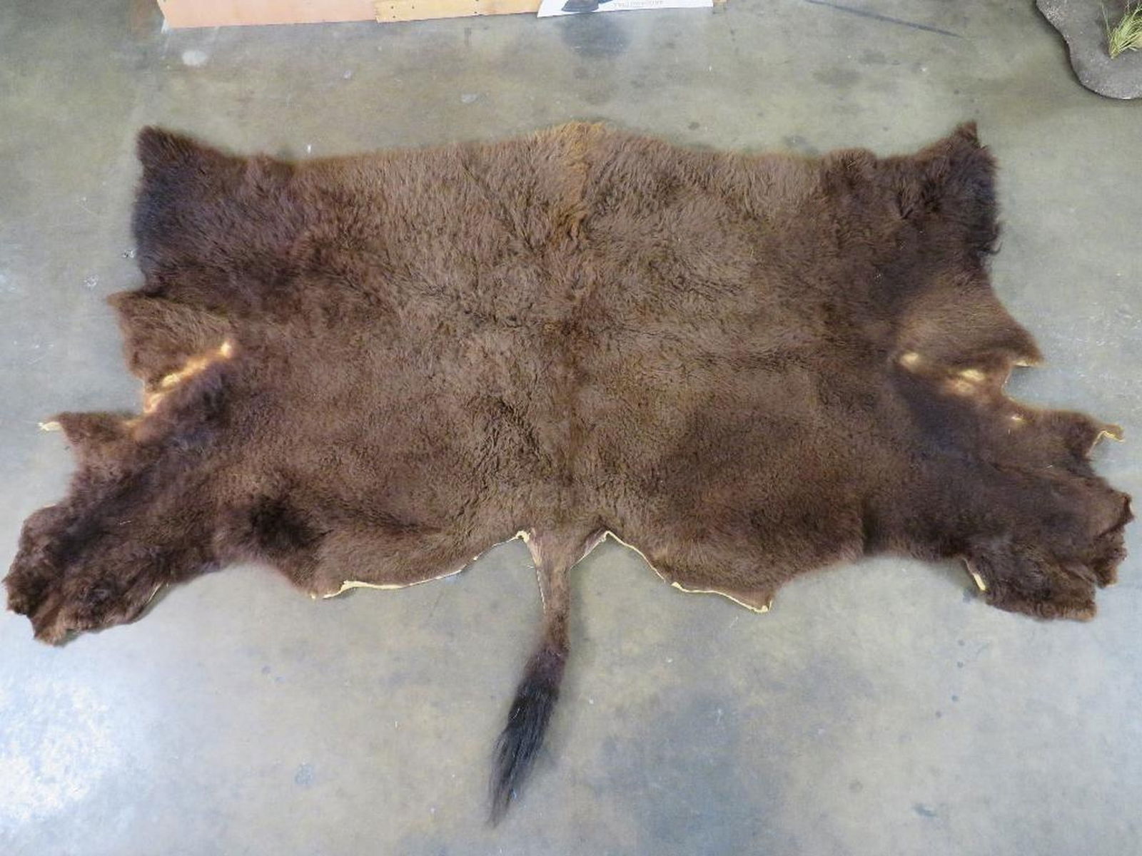 Buffalo/Bison Back Hide TAXIDERMY (1 of 6)