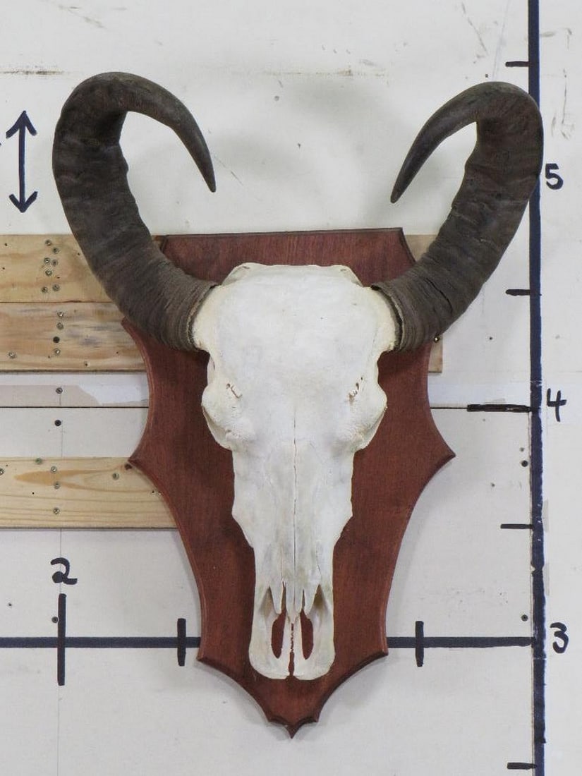 Big Water Buffalo Skull on Plaque TAXIDERMY (1 of 9)