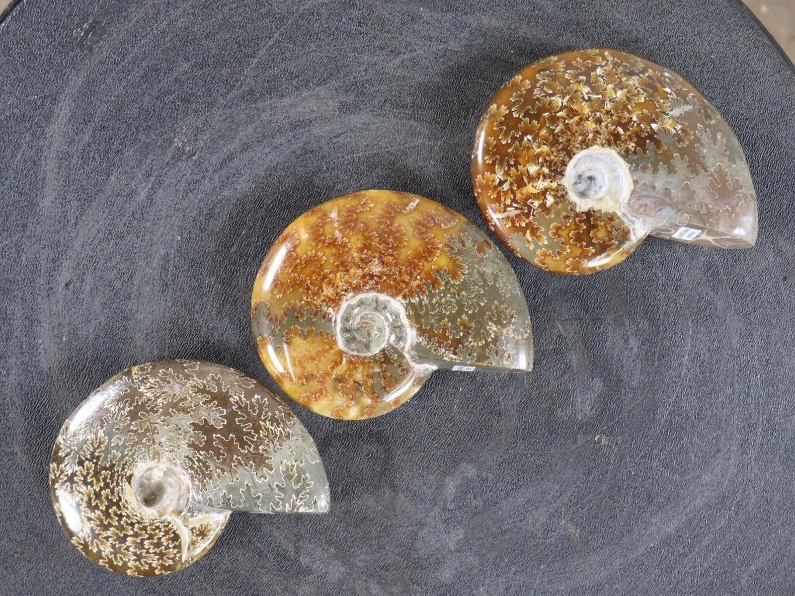 3 Beautifully Polished Whole Sutured Ammonite Fossils from Madagascar ROCKS,MINERALS,FOSSILS (1 of 8)