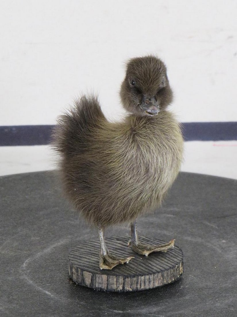 Adorable Lifesize Cayuga Duckling (Domestic) on Wood Base TAXIDERMY ODDITIES&CURIOSITIES: Approx 3"Lx2 1/2"Wx5"T