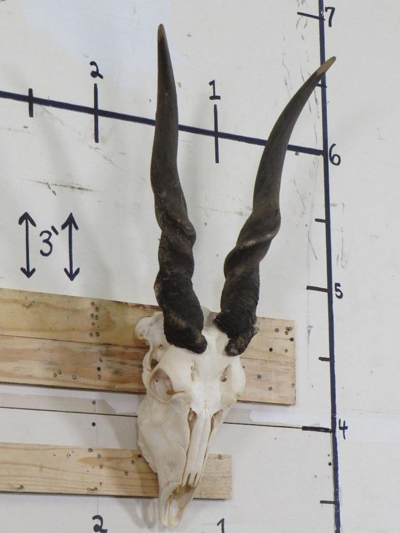 Eland Skull w/Big Horns (Removable) TAXIDERMY (1 of 9)
