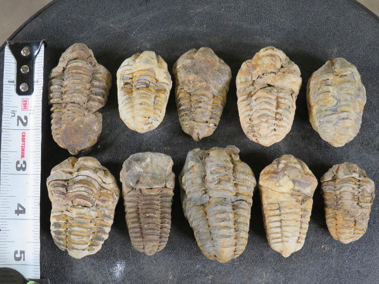 10 Trilobite "Diacalymene" Devonian Era Fossils, From Morocco ROCKS,MINERALS,FOSSILS (1 of 5)