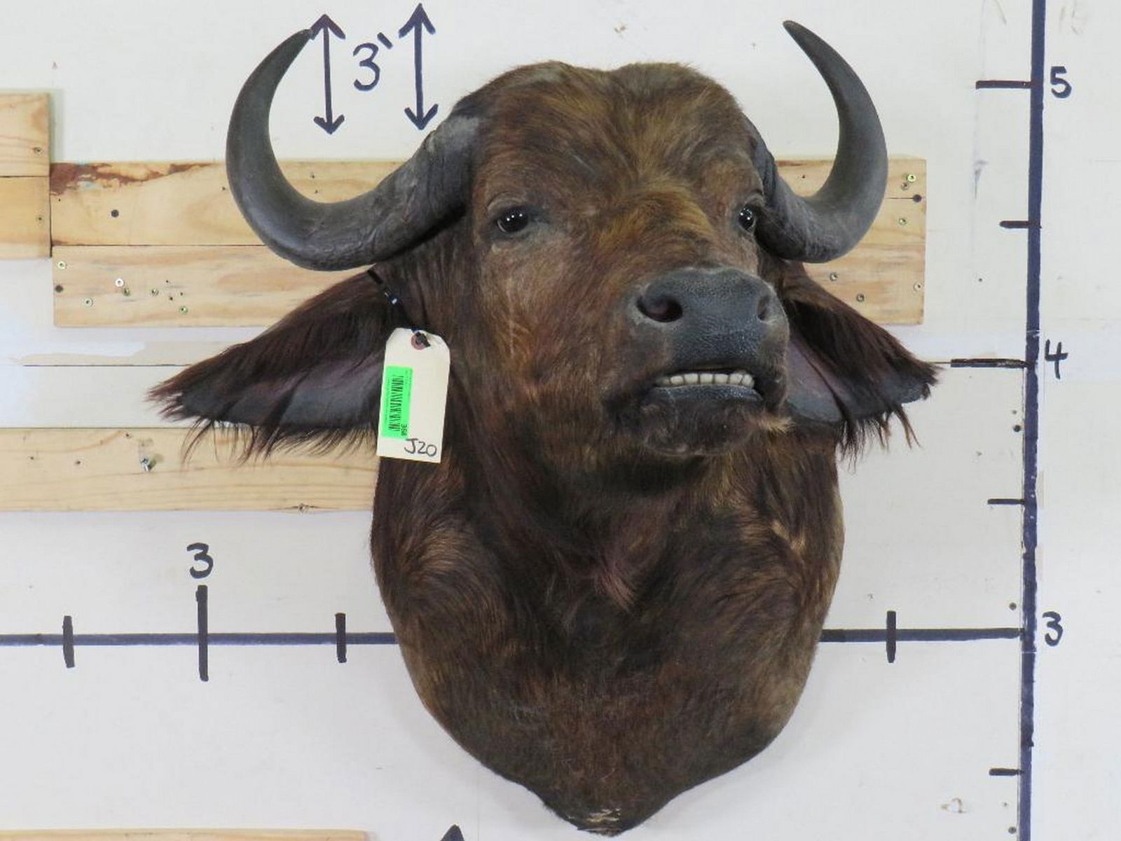 Cape Buffalo Sh Mt TAXIDERMY (1 of 12)