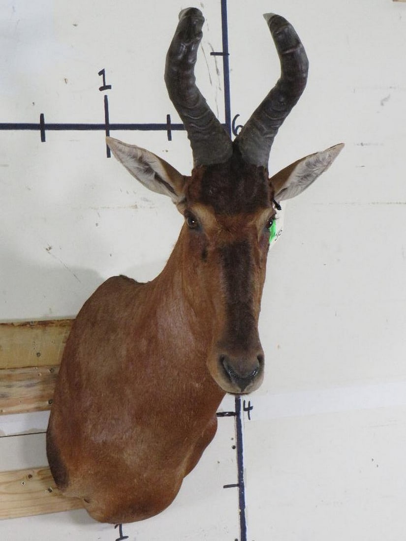 Nice Red Hartebeest Sh Mt TAXIDERMY (1 of 11)