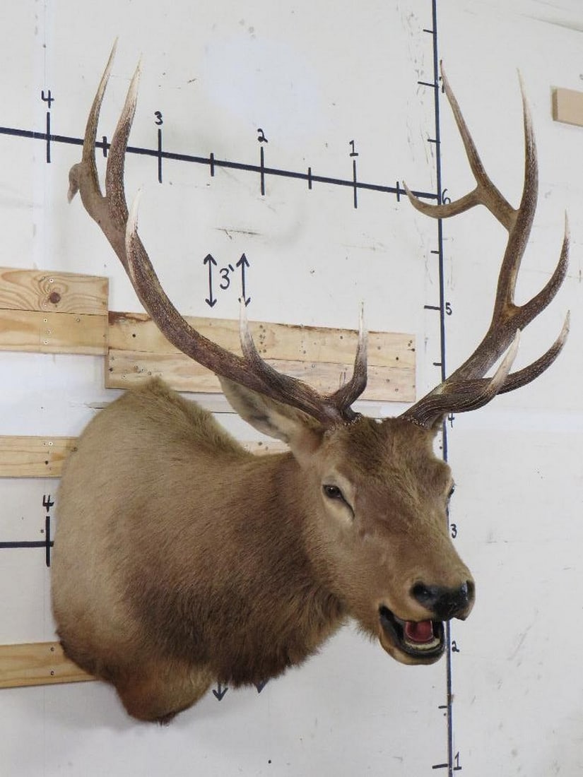 Elk Sh Mt TAXIDERMY (1 of 14)