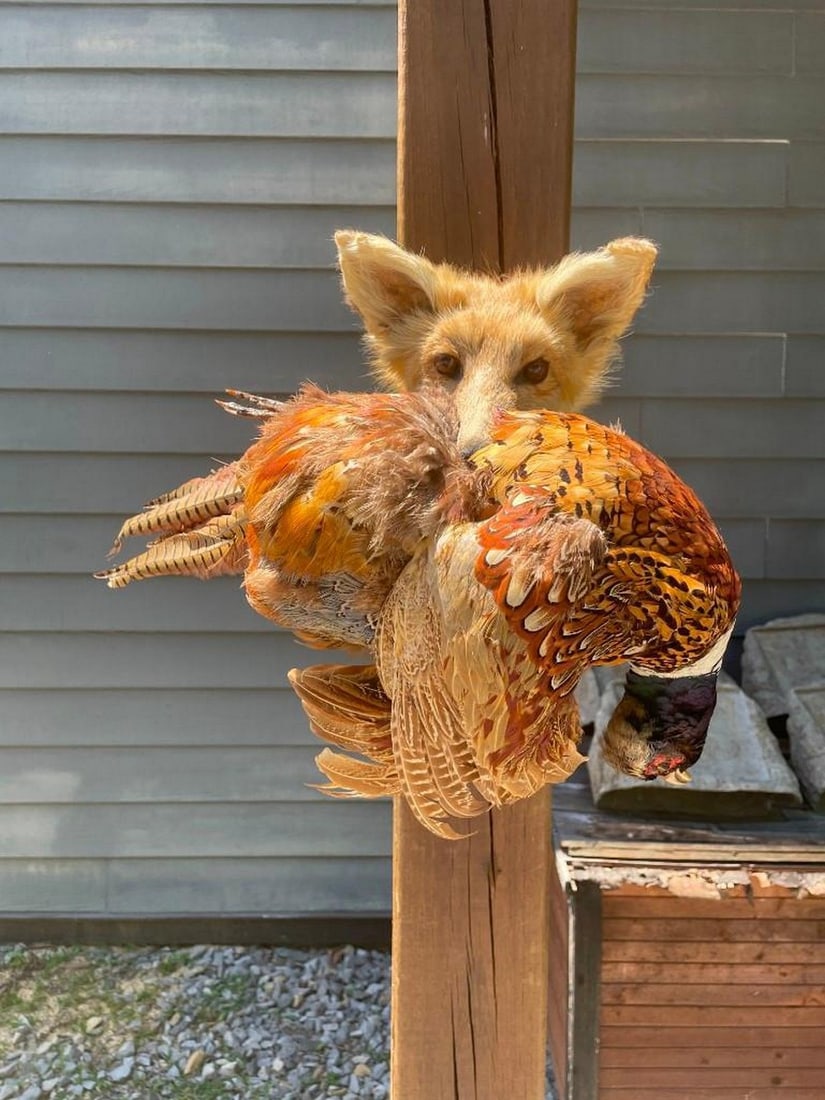 Red Fox shoulder mount with a Ringneck pheasant in its mouth, Great looking piece of vintage Taxider (1 of 3)