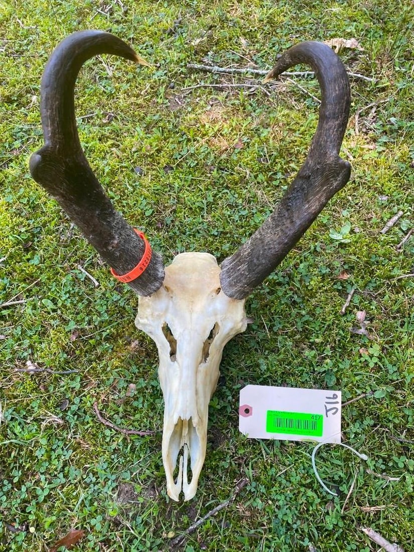 Large Pronghorn Antelope full skull, great horns -15 inches long, ivory tips, almost 7 inch bases -: Large Pronghorn Antelope full skull, great horns -15 inches long, ivory tips, almost 7 inch bases - all teeth, great taxidermy decor