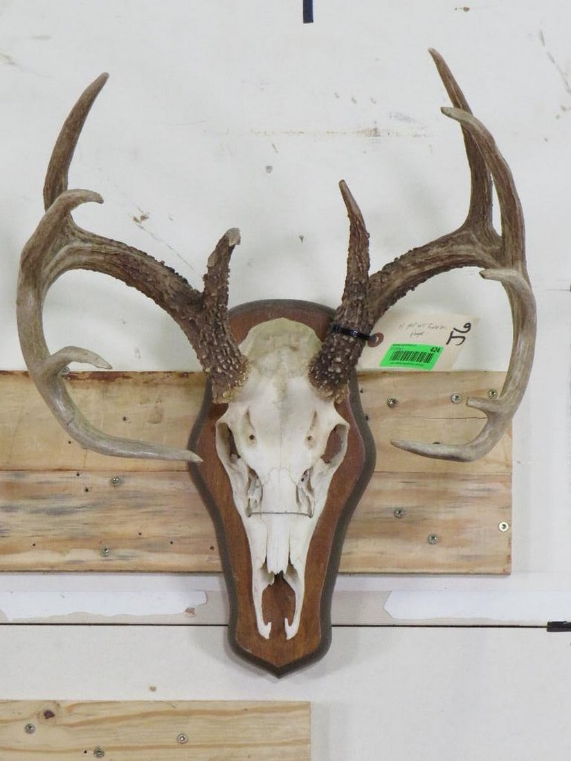 11pt Whitetail Euro on Plaque TAXIDERMY (1 of 6)