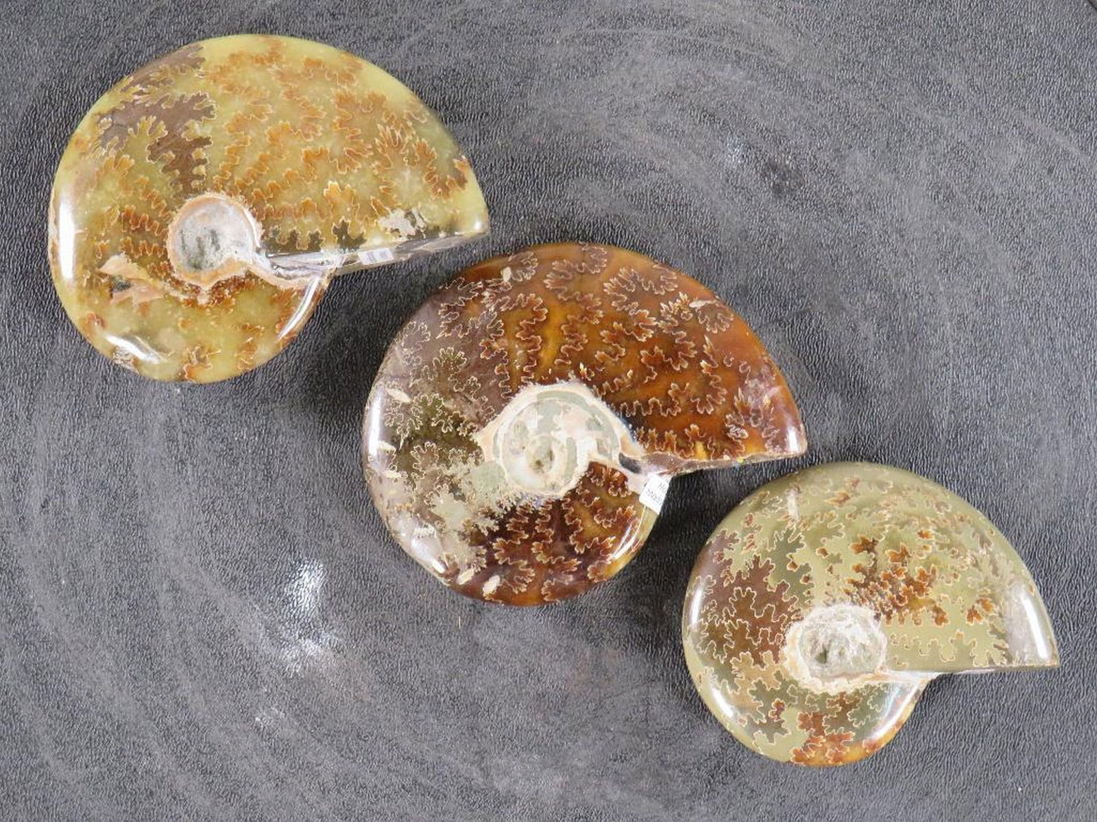 3 Beautifully Polished Whole Sutured Ammonite Fossils from Madagascar ROCKS,MINERALS,FOSSILS (1 of 6)