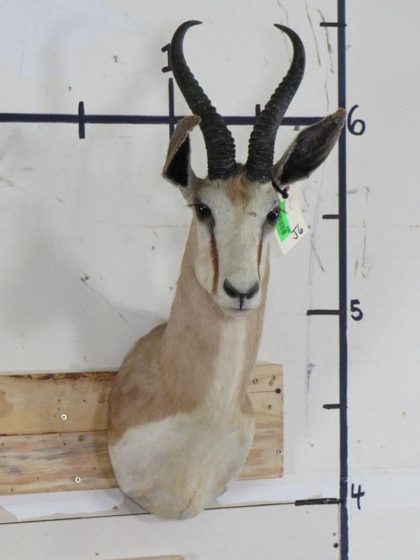 Older Springbok Sh Mt TAXIDERMY (1 of 12)