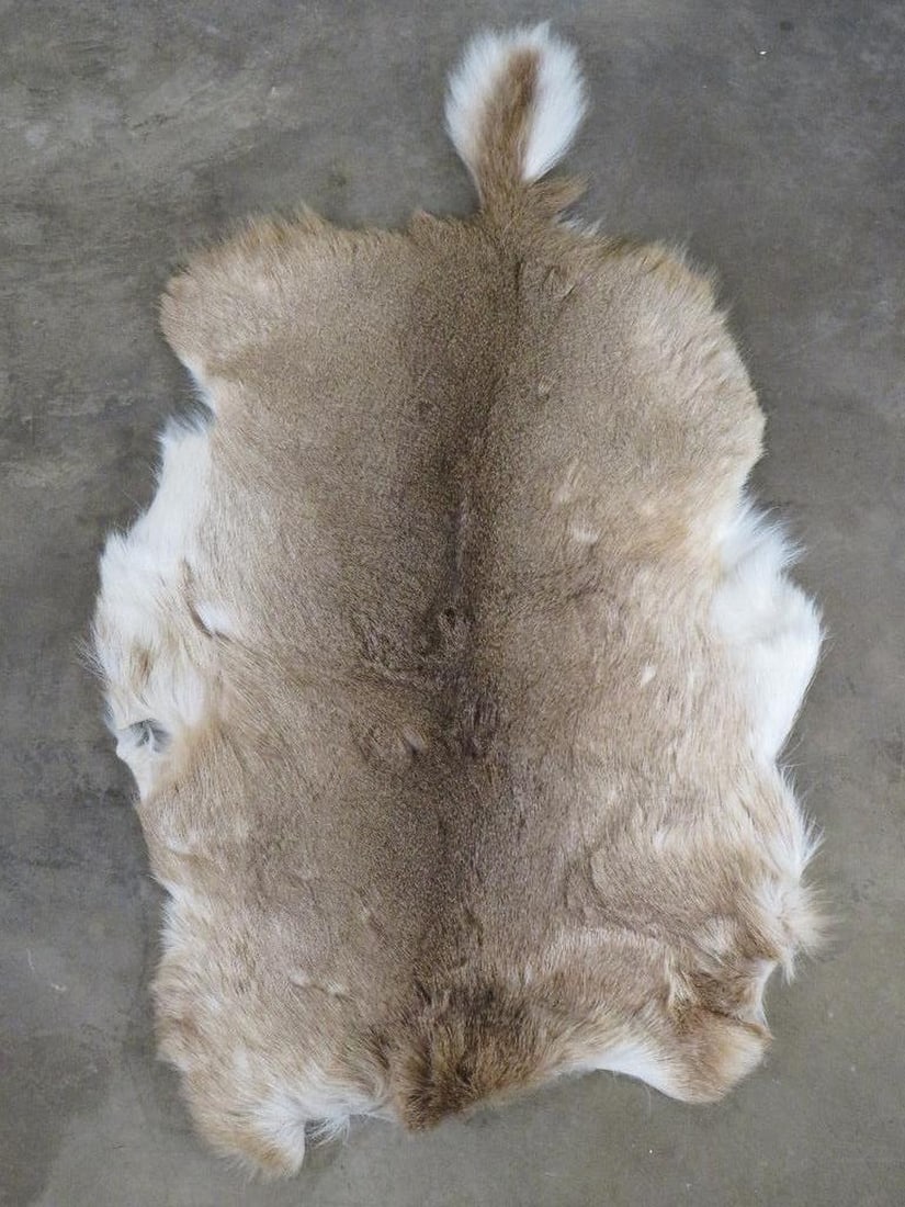 Whitetail Hide TAXIDERMY: 45"x26"