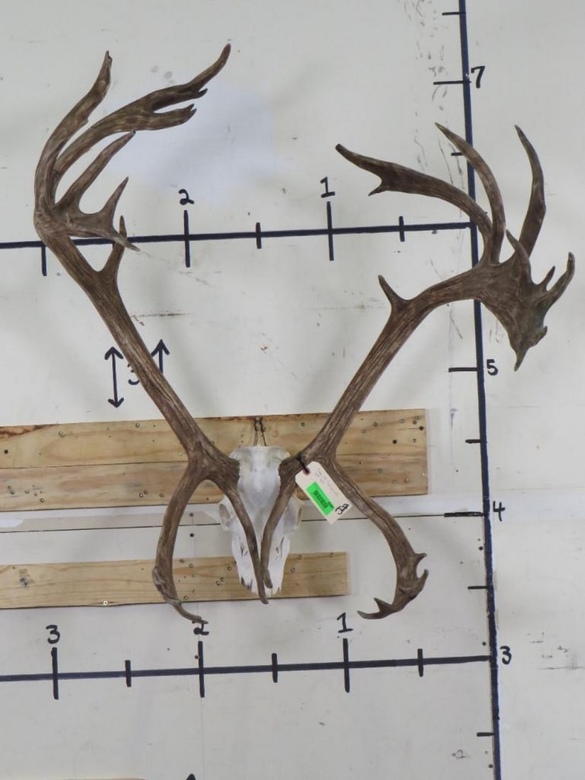 Yukon Mountain Caribou Rack w/Great Tops TAXIDERMY: TAXIDERMY